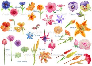 edible flowers clip art